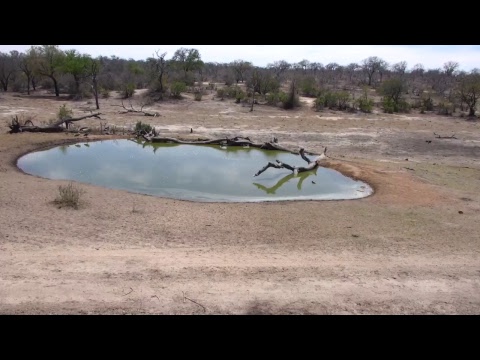 Djuma Private Game Reserve Live Stream
