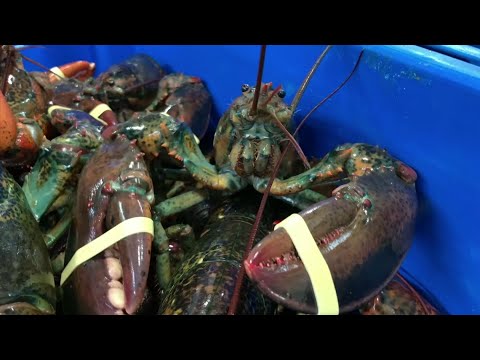 The trade war with China that U.S President Donald Trump is threatening to escalate is already hitting lobster exporters in the Northeast and benefitting their competitors in Canada. (May 9)