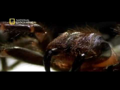 Atrax robustus (Sydney funnel-web spider)