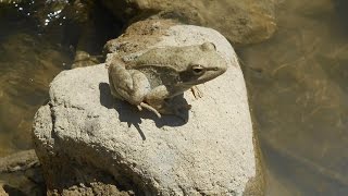 preview picture of video 'Herping August,5 2014 - Stream Frog'