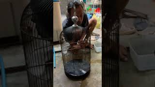 Download lagu A drenched Kemlade bird bathed and calmed down #bird #chirpingmania #qinarabanyuwangi mp3