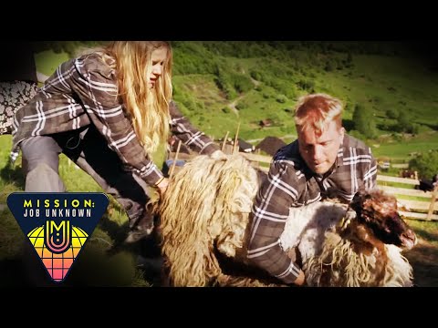 Oliver Pocher & Laura Karasek: Schafe scheren wie vor 100 Jahren | Mission: Job Unknown | ProSieben