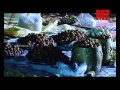 Ganesholsavam 2014