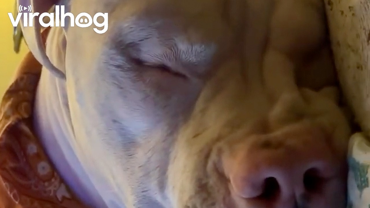 Pup Might Be Having a Bad Dream || ViralHog