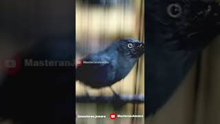 Download lagu Srigunting Abu Abu Gacor Isian Gereja & Prenjak Betina mp3 Download lagu Srigunting Abu Abu Gacor Isian Gereja & Prenjak Betina mp3