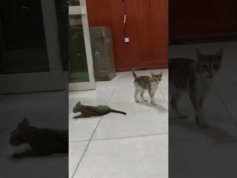 Mai to raste se ja raha tha#ajit #cat #viral #funny #shorts #viralvideo