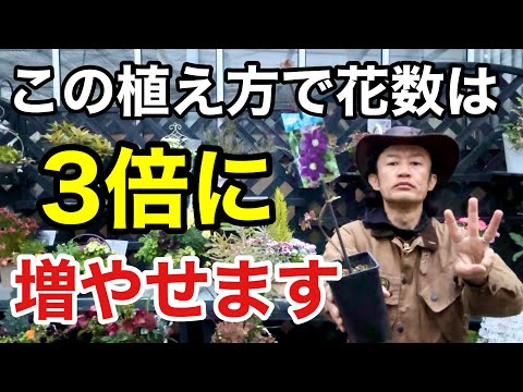 クレマチスの世話 2023