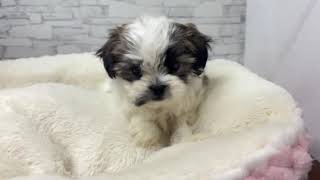 ハーフ犬の動画01