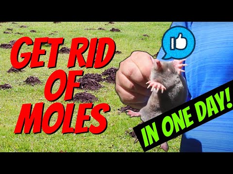 , title : 'How to Quickly Catch a MOLE in One Day! | Easy with NO TRAPS!'