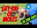 How to Quickly Catch a MOLE in One Day! | Easy with NO TRAPS!