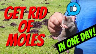 How to Quickly Catch a MOLE in One Day! | Easy with NO TRAPS!