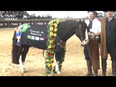 HOMENAJE  A COLIBRÍ MATRERO QUE SE RETIRÓ DE LAS PISTAS- EL MEJOR CABALLO CRIOLLO DE LA HISTORIA.