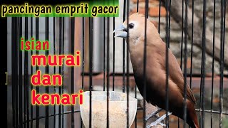Download lagu Bakal respon‼️pancingan suara burung emprit kaji gacor isian Murai batu dan kenari 300 mp3