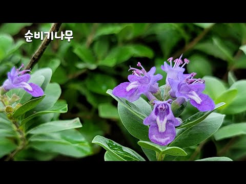 Episode 102 Sunbigi tree, a treatment for chronic headaches of female divers