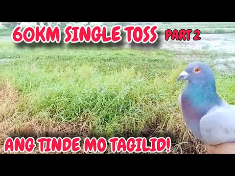 EP832 - P2 60KM SINGLE TOSS ANG BILIS NI TAGILID!