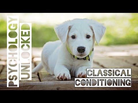 Pavlov's Dogs and How People Learn | Classical Conditioning | Behavioural Psychology