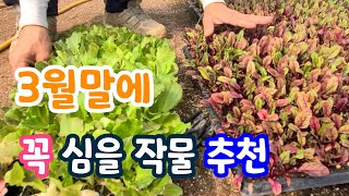 지금 심어야 하는 노지 텃밭 재소는?