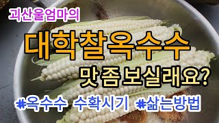[옥수수재배] 대학찰옥수수 맛좀 보실래요? 대학찰옥수수 수확을 앞둔 괴산울엄마