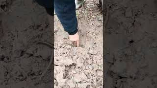 Use A Shovel To Dig And Catch Eels In Mud Of Wild Wetlands !