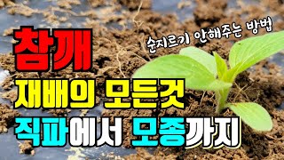 참깨재배의 모든 것/ 모종심는시기/씨앗 파종 시기/참깨 심는 방법/간격/참깨 심기/외대참깨 다분지참깨