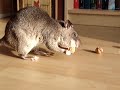 křečkomyš - krysa obrovská (Detreux) - Známka: 1, váha: velká
