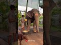 ഡാനി ചോറ് മതി I Kaveri Elephant Malappuram Aana Kaveri Shorts