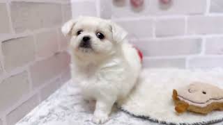 ハーフ犬の動画01