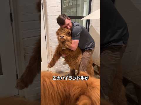 アメリカで飼われているペットの牛
