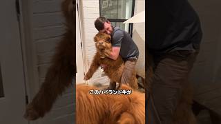 アメリカで飼われているペットの牛