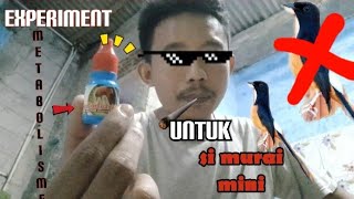 Download lagu Tledekan Gunung Mantan Muda Hutan Gacor Mencari Lawan || akibat di kasih Doping mp3 Download lagu Tledekan Gunung Mantan Muda Hutan Gacor Mencari Lawan || akibat di kasih Doping mp3
