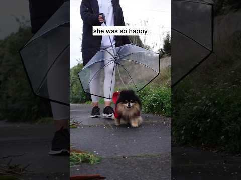 Taking My Dog Out For A Walk On A Rainy Day ☔️ #shorts #pomeranian