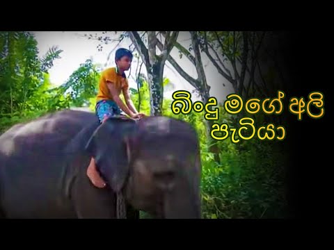 බිංදු මගේ අලි පැටියා | Bindu Mage Ali Patiya | Sinhala Kids Movie