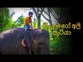බිංදු මගේ අලි පැටියා | Bindu Mage Ali Patiya | Sinhala Kids Movie