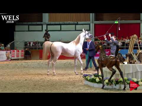 N.50 MURANAS ADL - Wels 2018 - 2 Years Old Colts (Class 4)