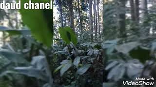 Download lagu Suara pikat burung jongkangan/ cingcoang coklat mp3 Download lagu Suara pikat burung jongkangan/ cingcoang coklat mp3