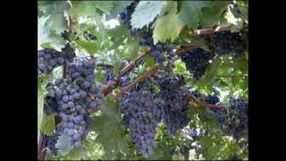 "Ad Esempio a me piace il Sud"-Rino Gaetano