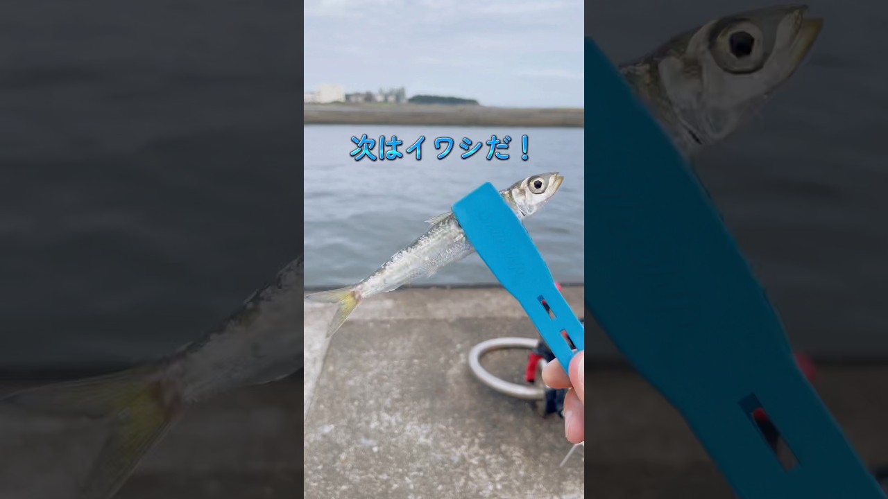 秋の爆釣シーズン到来！サビキ釣りでもアオリイカでも釣れやすいこの時期は、釣り初心者にとっても最高の時期！海へGO！#釣り #海釣り #サビキ釣り #fishing