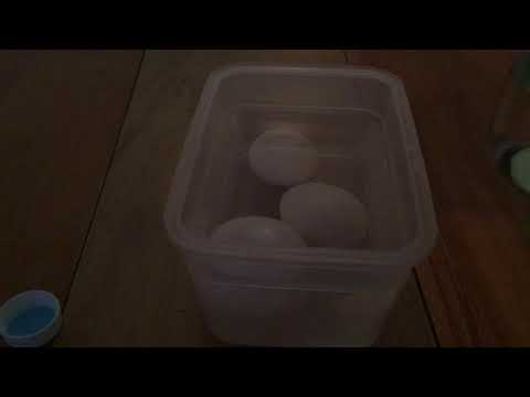 Dissolving Egg Shells With Vinegar