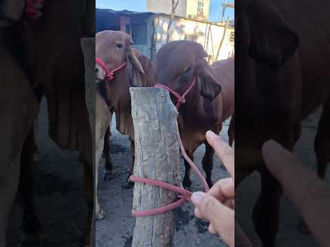 precio de toros y toretes, San Rafael Cedros, Cuscatlán