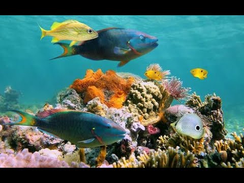 UNIVERSUM: Die Wunder der Karibik - Rückkehr der Blumentiere (1) [DOKU HD 2019]