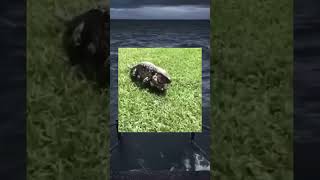 Download lagu Jumpscare Warning ⚠ #memes #shorts #edit mp3 Download lagu Jumpscare Warning ⚠ #memes #shorts #edit mp3