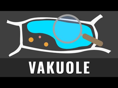 Die Vakuole einfach und kurz erklärt | Biologie | Zellaufbau