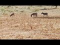 Donkey Mating Animal MatIng Buffalo Animals Donkey
