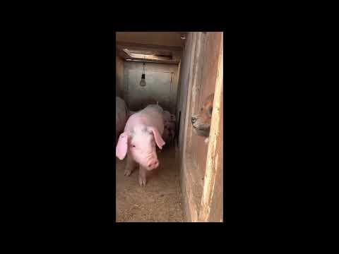 The friendship between cat and dog / dog and duck. It is never end. #relationship #catanddog #dog