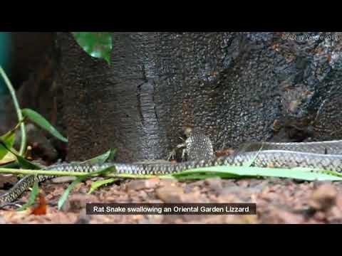A Rat Snake swallowing an Oriental Garden Lizard.
