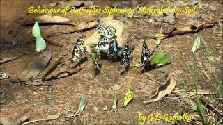 Behaviour of Butterflies Siphoning Minerals from Soil