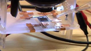 Mind Controlled Microbes (paramecium)