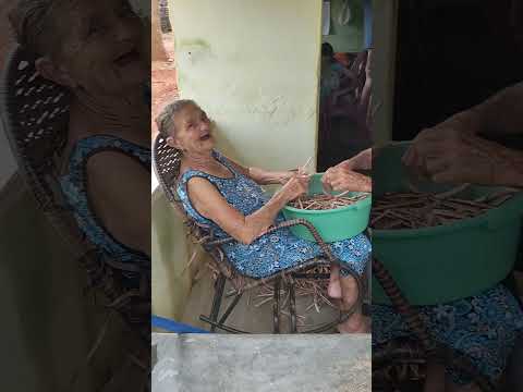 dona Terezinha disbulhando feijão de corda no sítio mamoeiro verdejante Pernambuco.