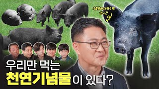천연기념물 제주 흑돼지에 대한 세대별 반응은? (feat. 강정훈 학예연구관) | STEP 5 STEP(SUB)