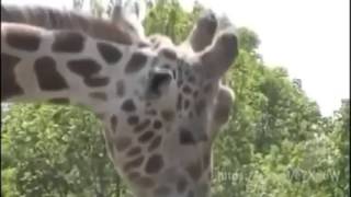 Giraffe giving a pole the business!!